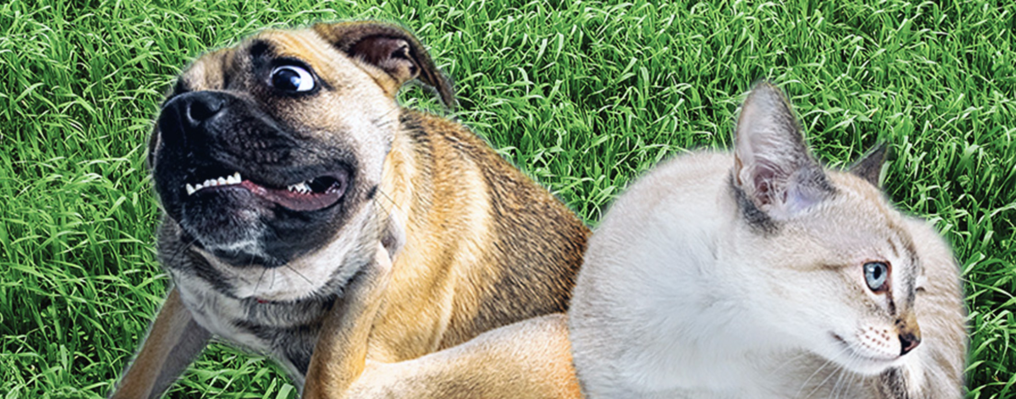 Flea & Tick Prevention - Dog and cat together scratching itchy skin.
