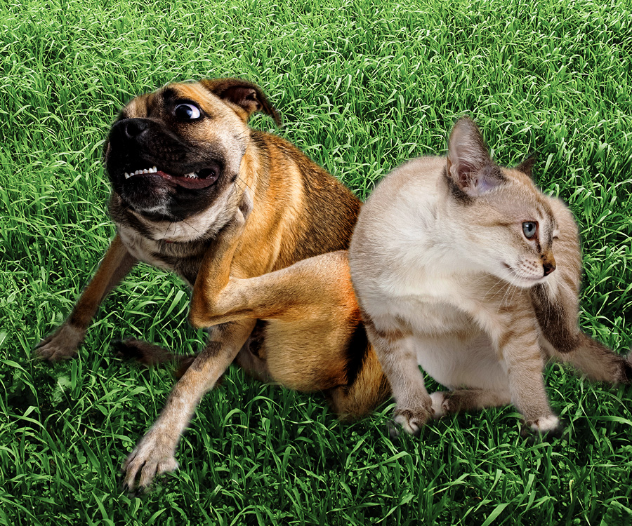 Flea & Tick Prevention - Dog and cat together scratching itchy skin.