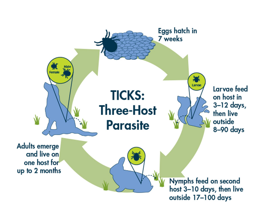 Flea & Tick Prevention - Tick Life Cycle