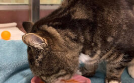 Charlie, senior tabby cat eats from bowl.