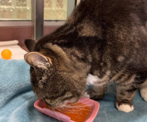 Charlie the cat enjoying Delectables Likable cat treat.