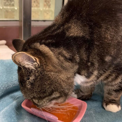 Charlie, senior tabby cat eats from bowl.