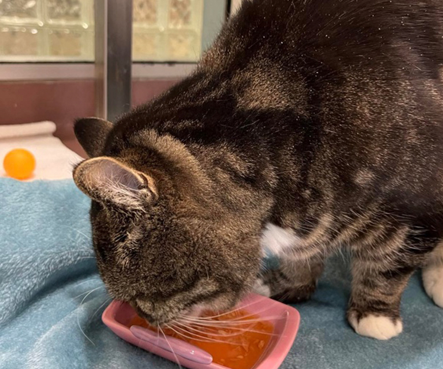 Charlie, senior tabby cat eats from bowl.