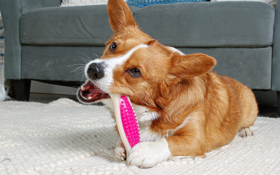 Dog gnawing on a Hartz Chew N Clean Dental Duo dog toy.