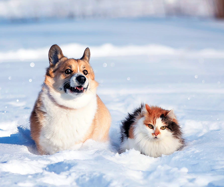 Fleas in winter - Fluffy cat and corgi dog sitting in snow