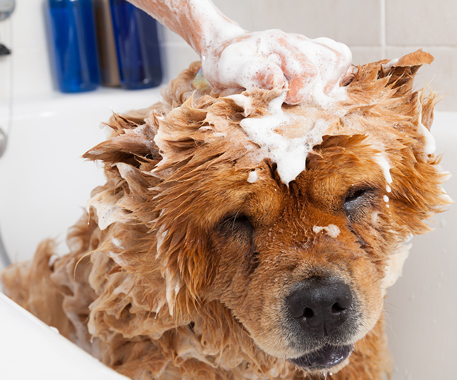 Fleas in winter - suds on top of chow chow dog's head, being given a bath