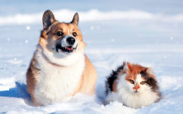 Fleas in winter - Fluffy cat and corgi dog sitting in snow