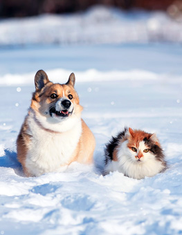 Fleas in winter - Fluffy cat and corgi dog sitting in snow