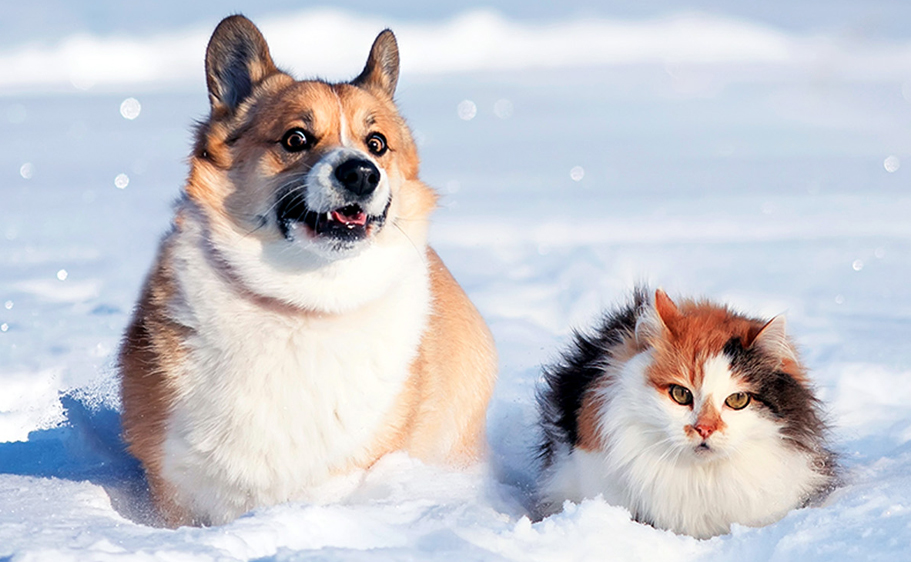 Can my pet get fleas in winter - Fluffy cat & dog sitting in snow