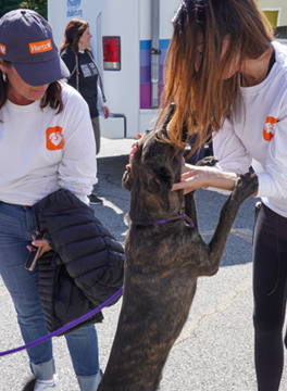 In September 2022. Hartz Loving Paws Sponsored a Good Flights rescue flight to St. Hubert's Animal shelter in Madison NJ