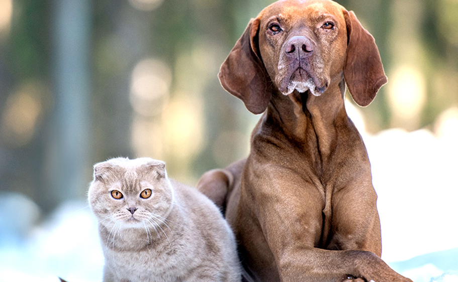 Cold weather and pet dandruff - cat & dog together in snowy forest in winter