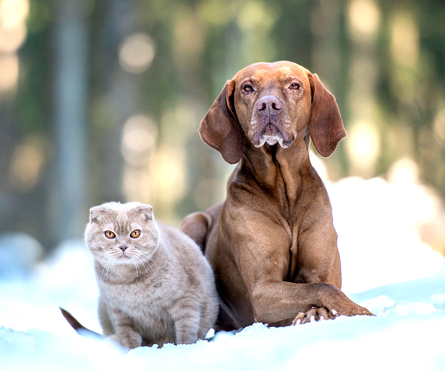Cold weather and pet dandruff - Dog and cat together in snowy forest