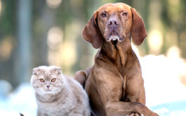 Cold weather and pet dandruff - Dog and cat together in snowy forest