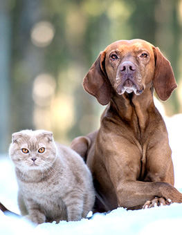 Cold weather and pet dandruff - Dog and cat together in snowy forest