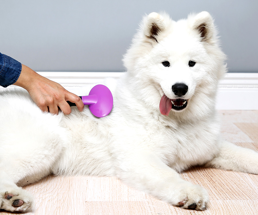 Cold weather and pet dandruff - Dog being brushed