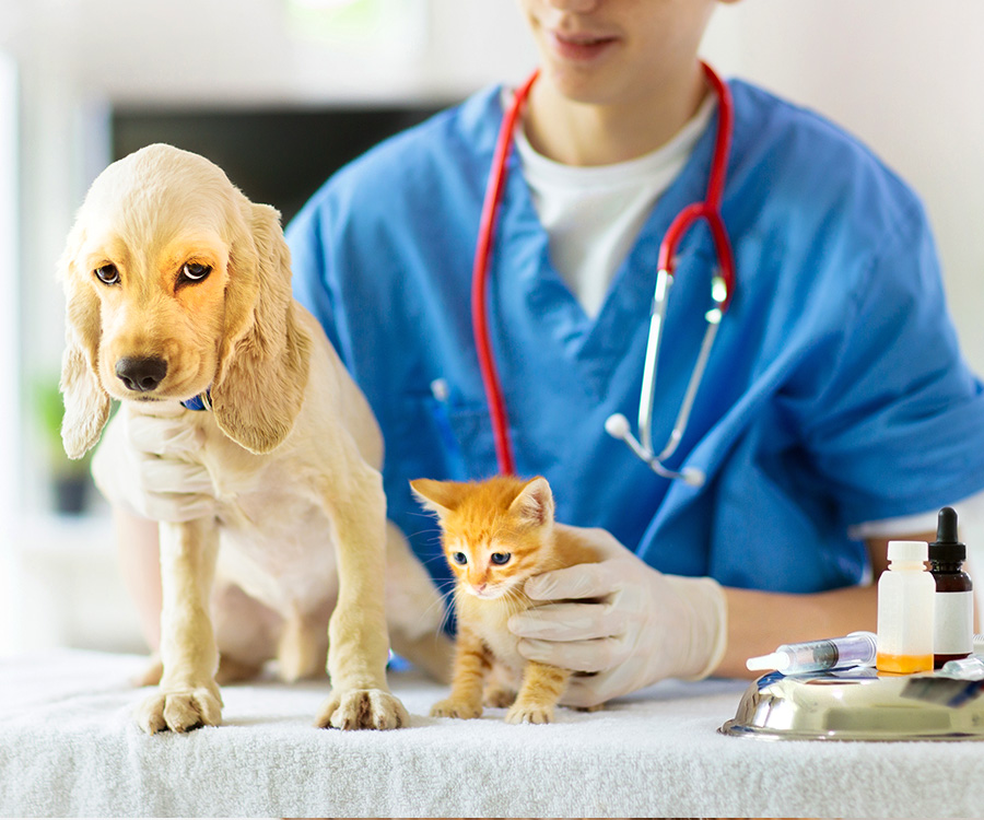 Vaccinating pets - Vet examining dog and cat.