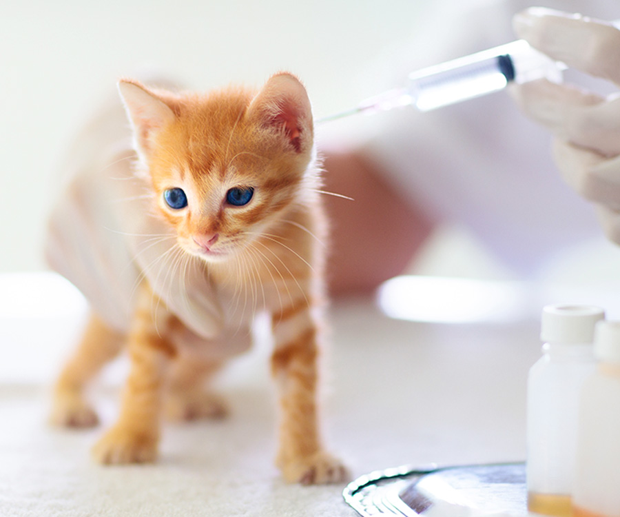 Vaccinating pets - Vet vaccinating kitten