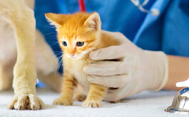 Vaccinating pets - Vet examining dog and cat.