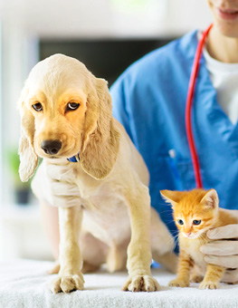 Vaccinating pets - Vet examining dog and cat.