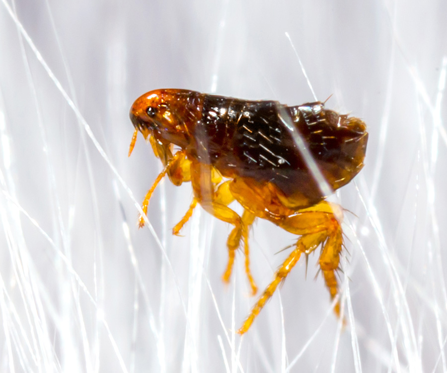 Flea Facts - close up of a flea in animal fur