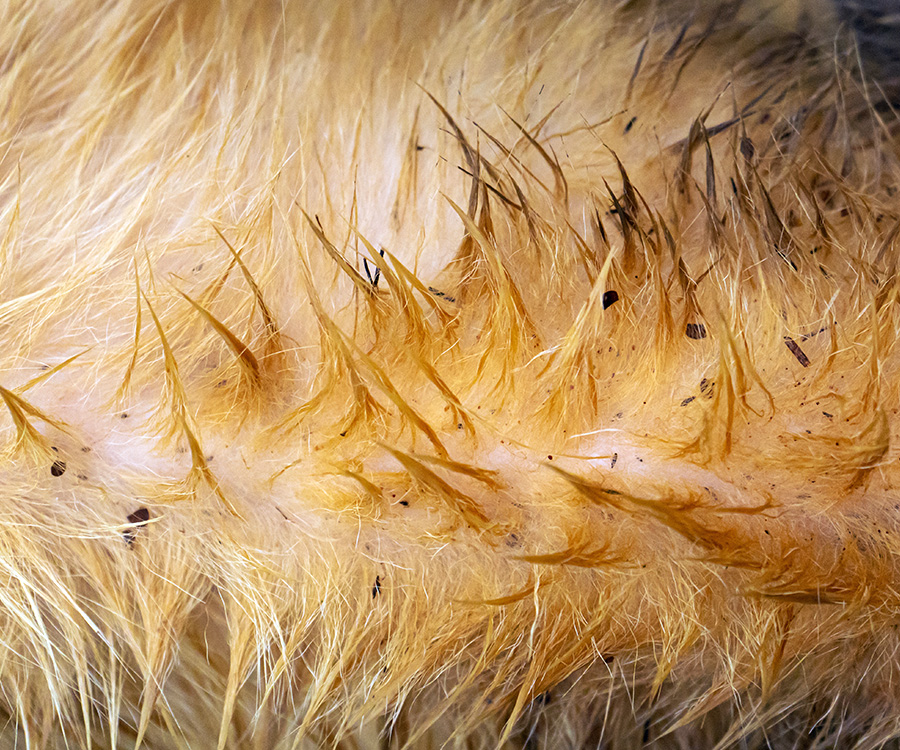 Flea Facts - Fleas and flea dirt in dog hair.