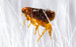 Flea Facts - Close up of a flea in animal fur