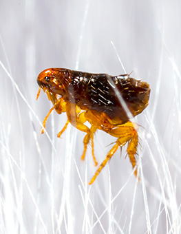 Flea Facts - Close up of a flea in animal fur