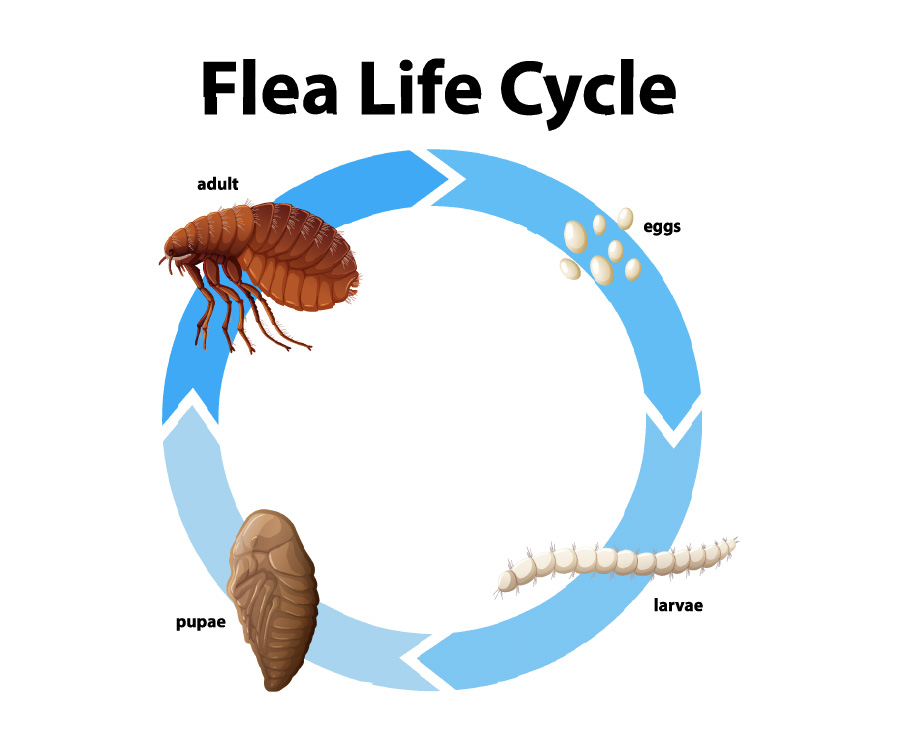 Flea Facts - Diagram showing life cycle of flea