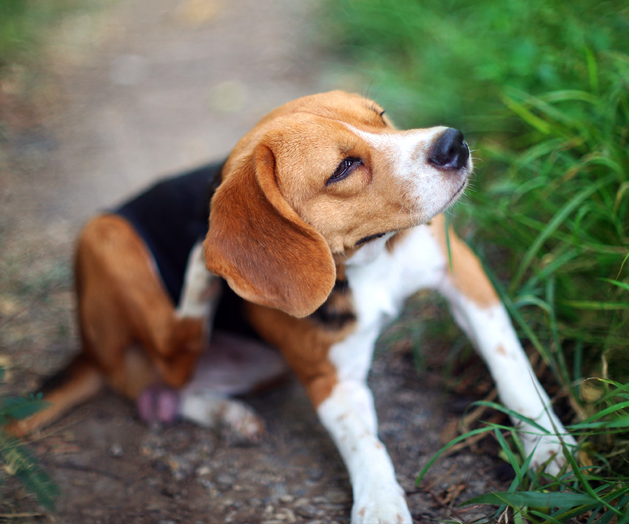 How did my dog get fleas? - Beagle dog scratching body on green grass outdoors.