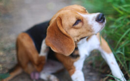 How did my dog get fleas? - Beagle dog scratching body on green grass outdoors.