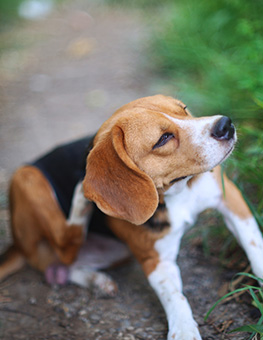 How did my dog get fleas? - Beagle dog scratching body on green grass outdoors.