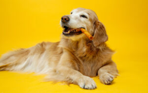 dog enjoying Oinkies smoked twists dog treat