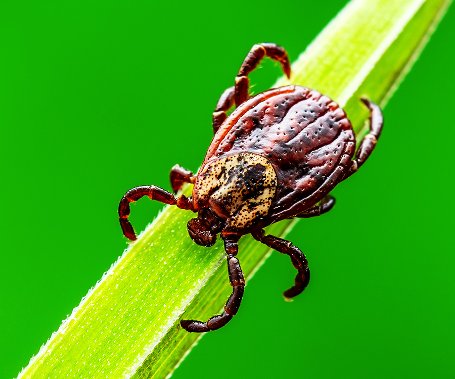 Tick Facts - Encephalitis Tick Insect Crawling on Grass