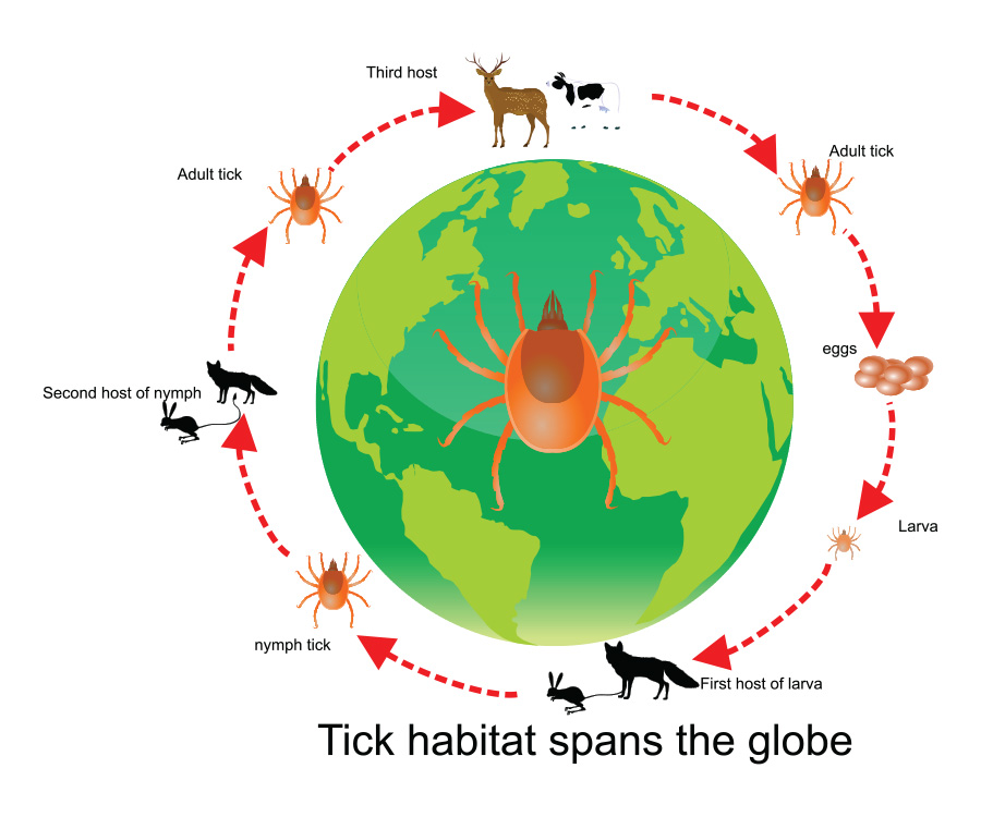 Tick Facts - The life cycle of the tick