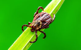 Tick Facts - Encephalitis Tick Insect Crawling on Grass