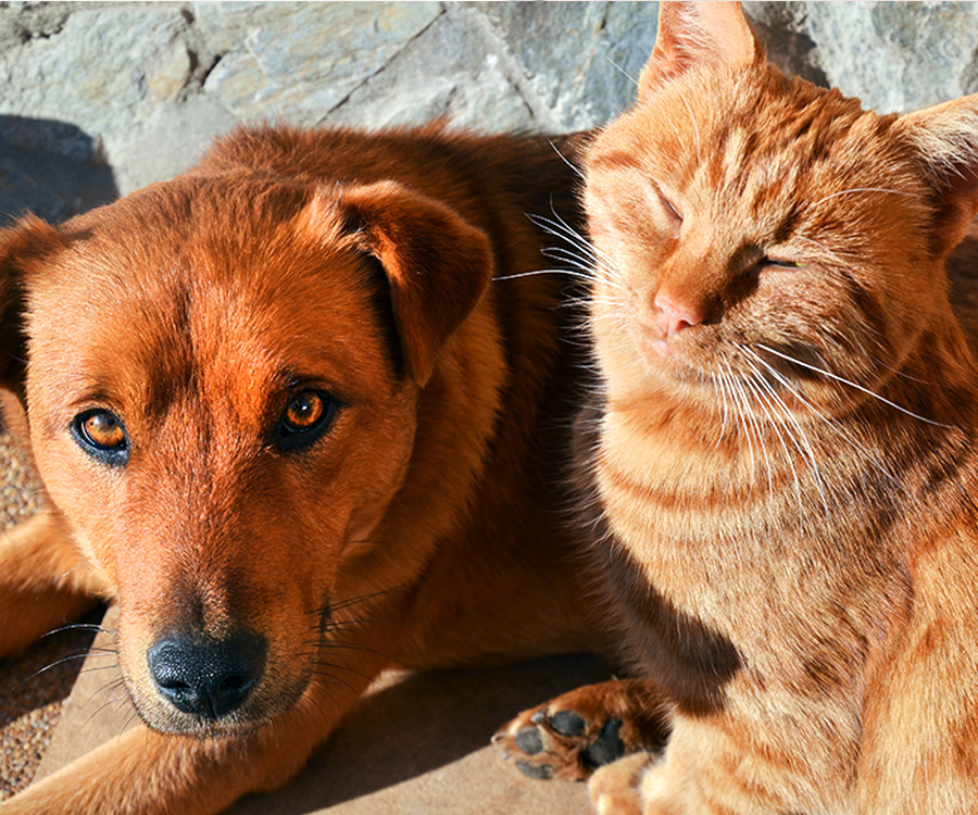 Can cat & dogs get sunburn? - Closeup of dog and cat lying in the sun