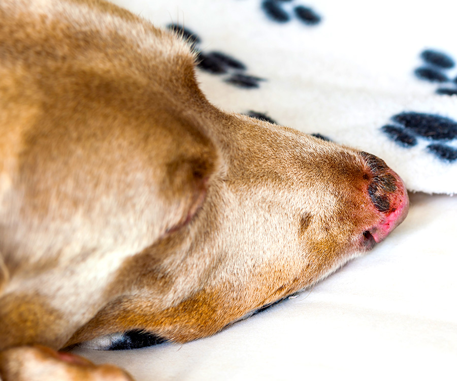 Can cat & dogs get sunburn? - Dog with sunburned nose