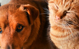 Can cat & dogs get sunburn? - Closeup of dog and cat lying in the sun