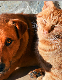 Can cat & dogs get sunburn? - Closeup of dog and cat lying in the sun