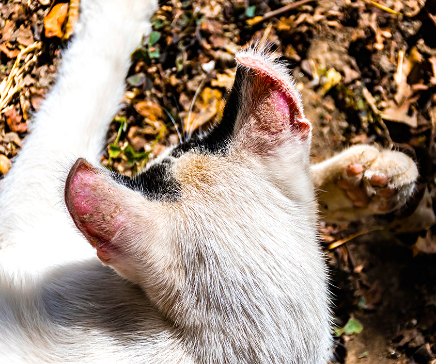 Can cat & dogs get sunburn? - White cat with sunburned ears