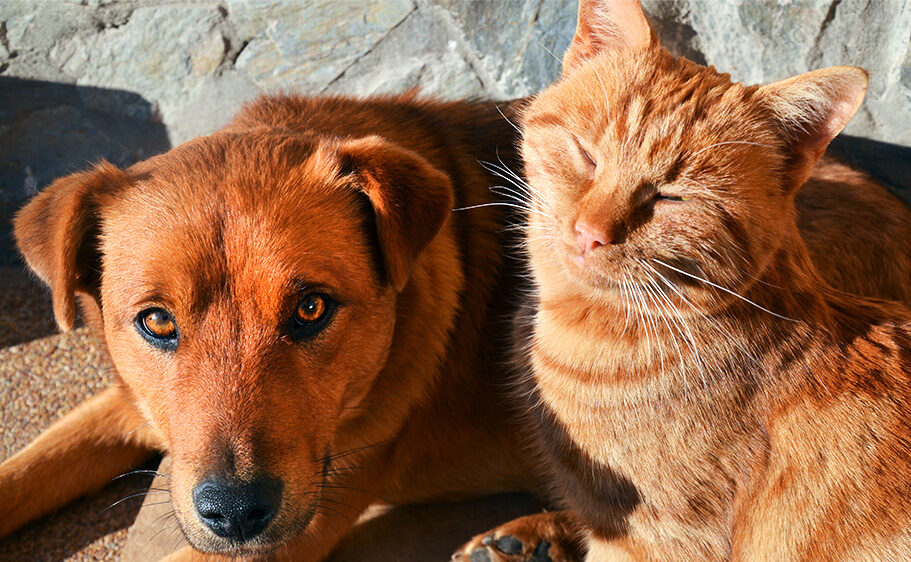 Can cat & dogs get sunburn? - Closeup of dog and cat lying in the sun