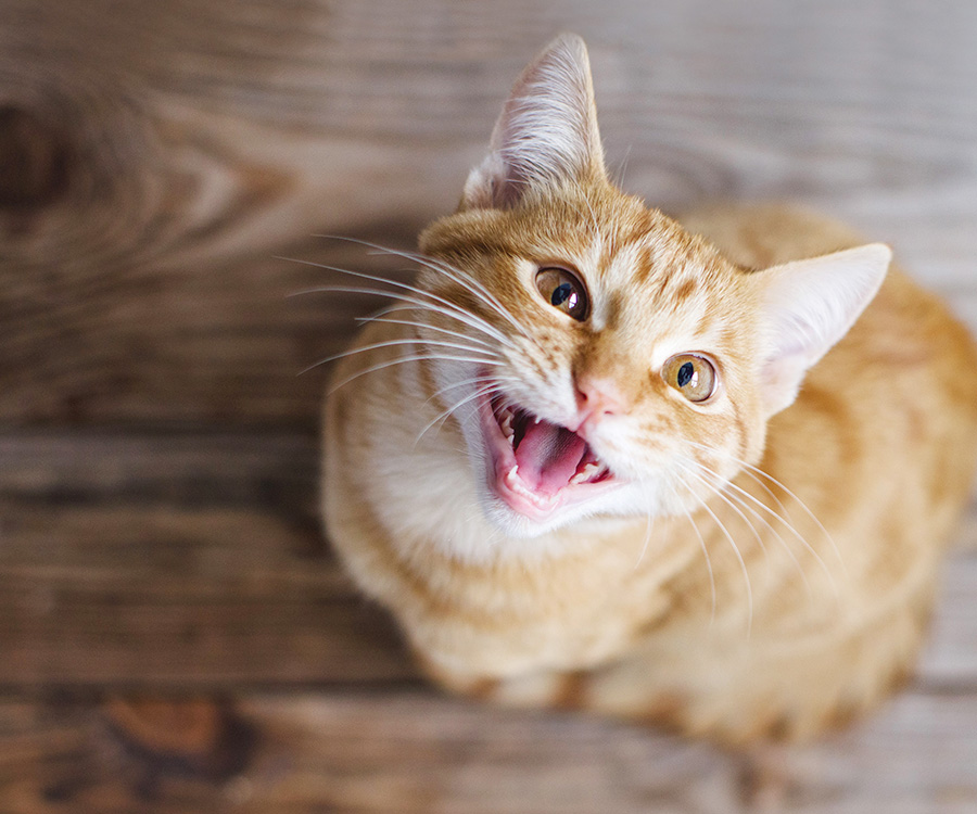 Do Cats Only Meow to Humans? - Ginger tabby young cat sitting on a wooden floor looks up