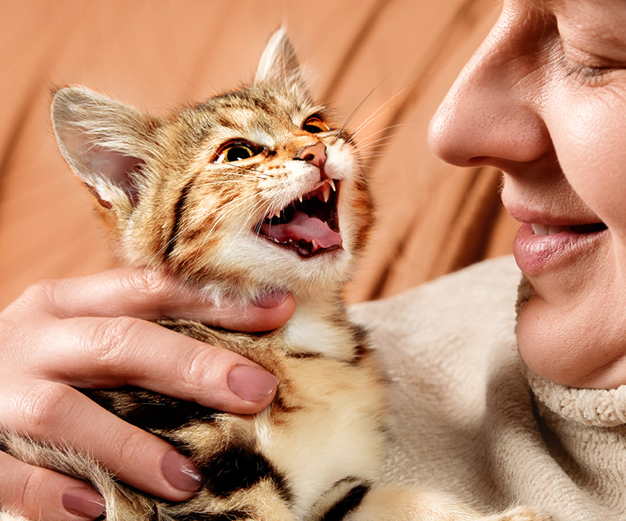 Do Cats Only Meow to Humans? - Smiling woman indoors holding displeased tabby kitten