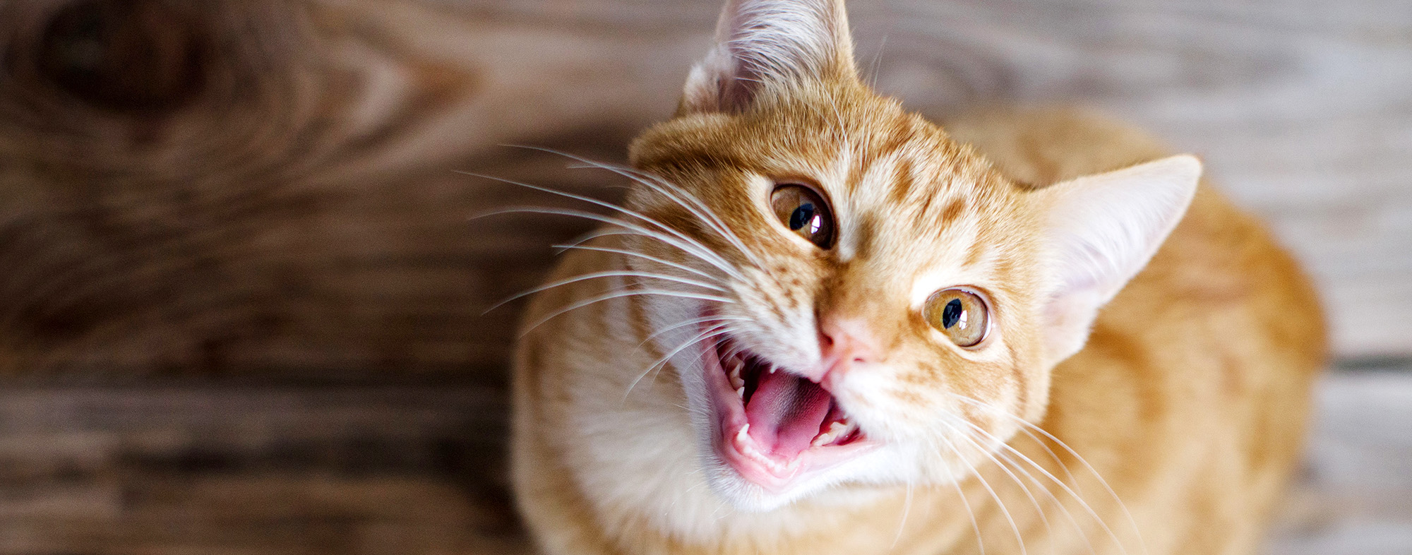 What does it mean when a cat meows?