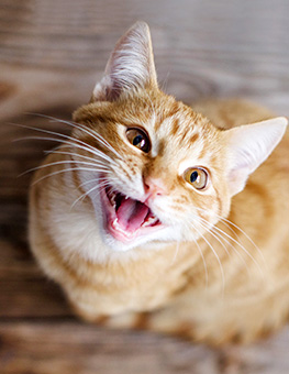 Do Cats Only Meow to Humans? - Ginger tabby young cat sitting on a wooden floor looks up