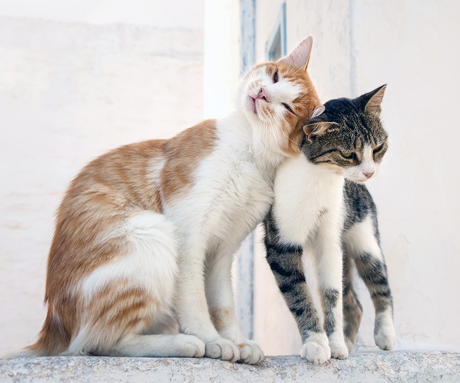 Do Cats Only Meow to Humans? - Two cats side by side on a wall rubbing their heads against each other.