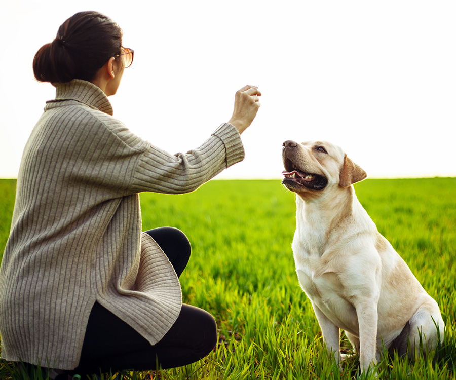 Dog Treats for Training - Woman trains dog and offer a treat outdoors on grass.