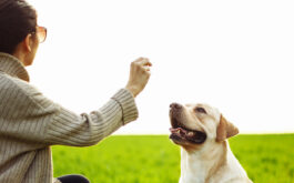 Dog Treats for Training - Woman trains dog and offer a treat outdoors on grass.
