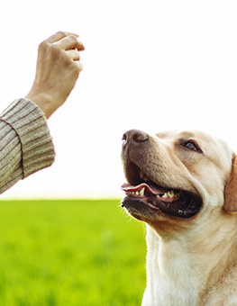 Dog Treats for Training - Woman trains dog and offer a treat outdoors on grass.