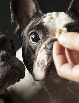 Closeup of human fingers holding a treat in front of two dogs